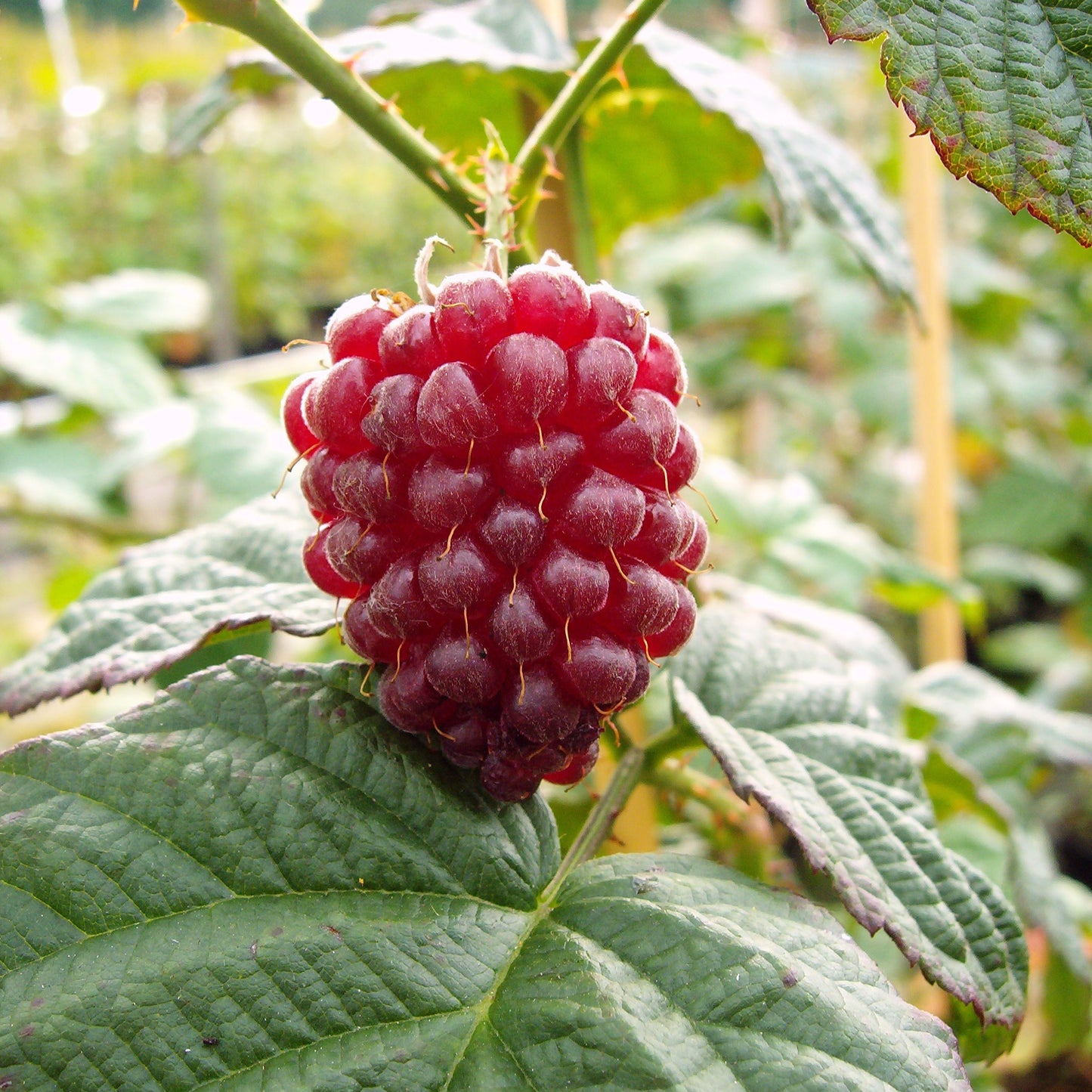 Himbeere 'Tayberry'