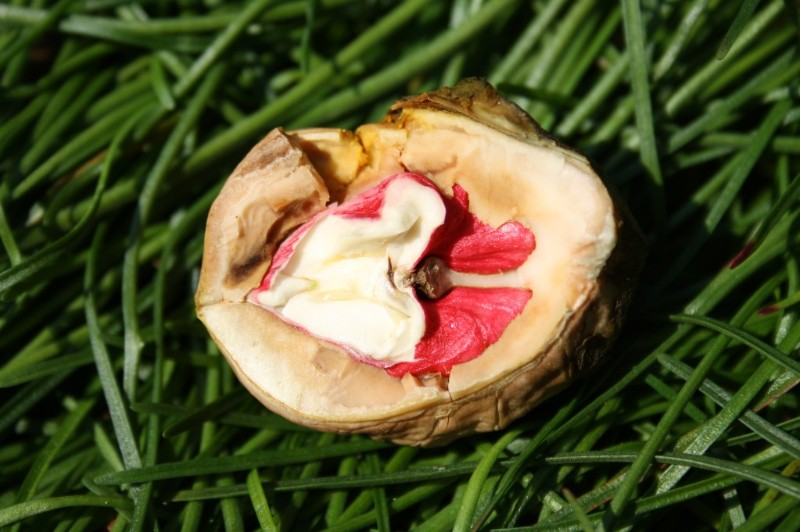 Walnuß 'Rote Donaunuß'