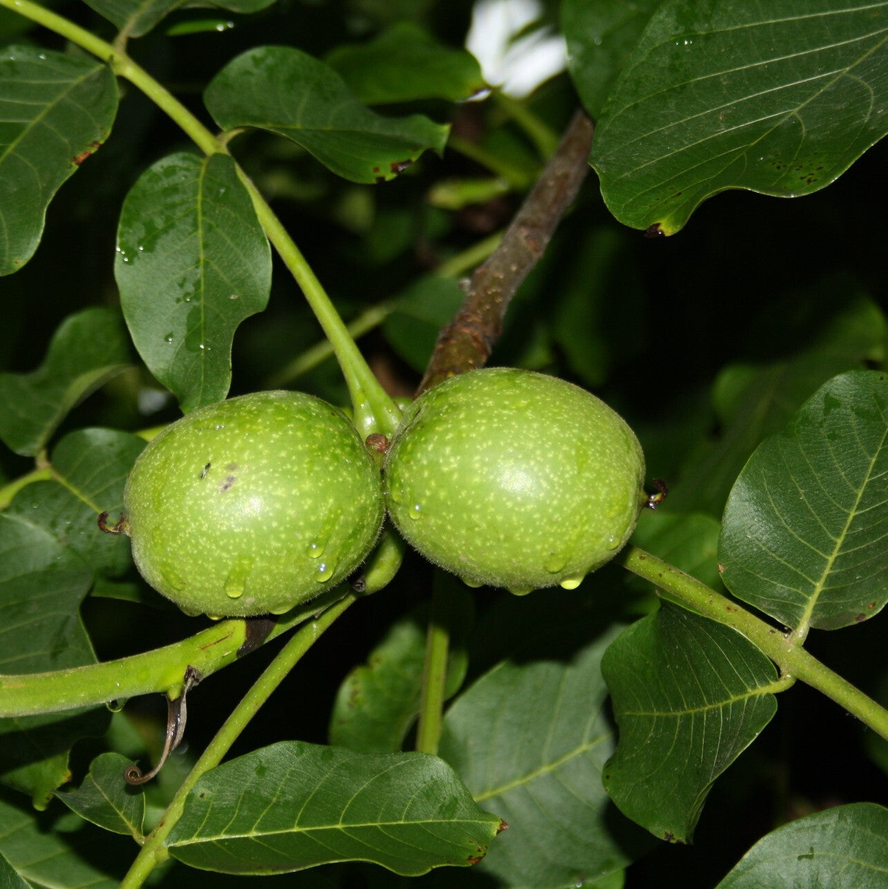 Walnuss 'Esterhazy II'