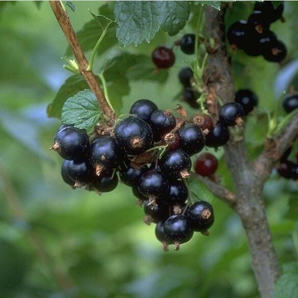 Johannisbeere 'Ben Lomond'