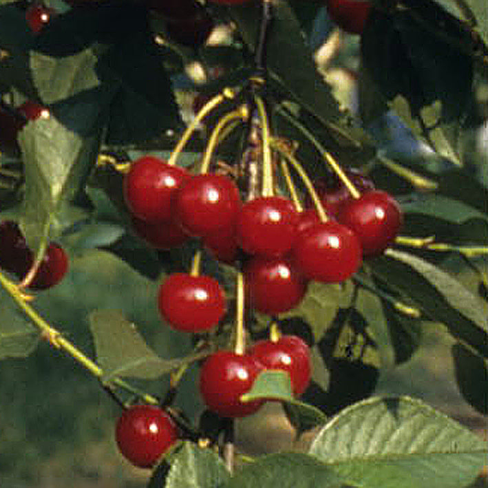 Sauerkirsche "Rorschacher Süßweichsel"