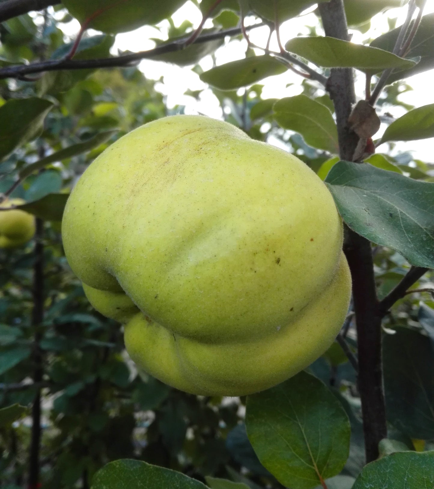 Quitte "Riesenquitte von Leskovac"