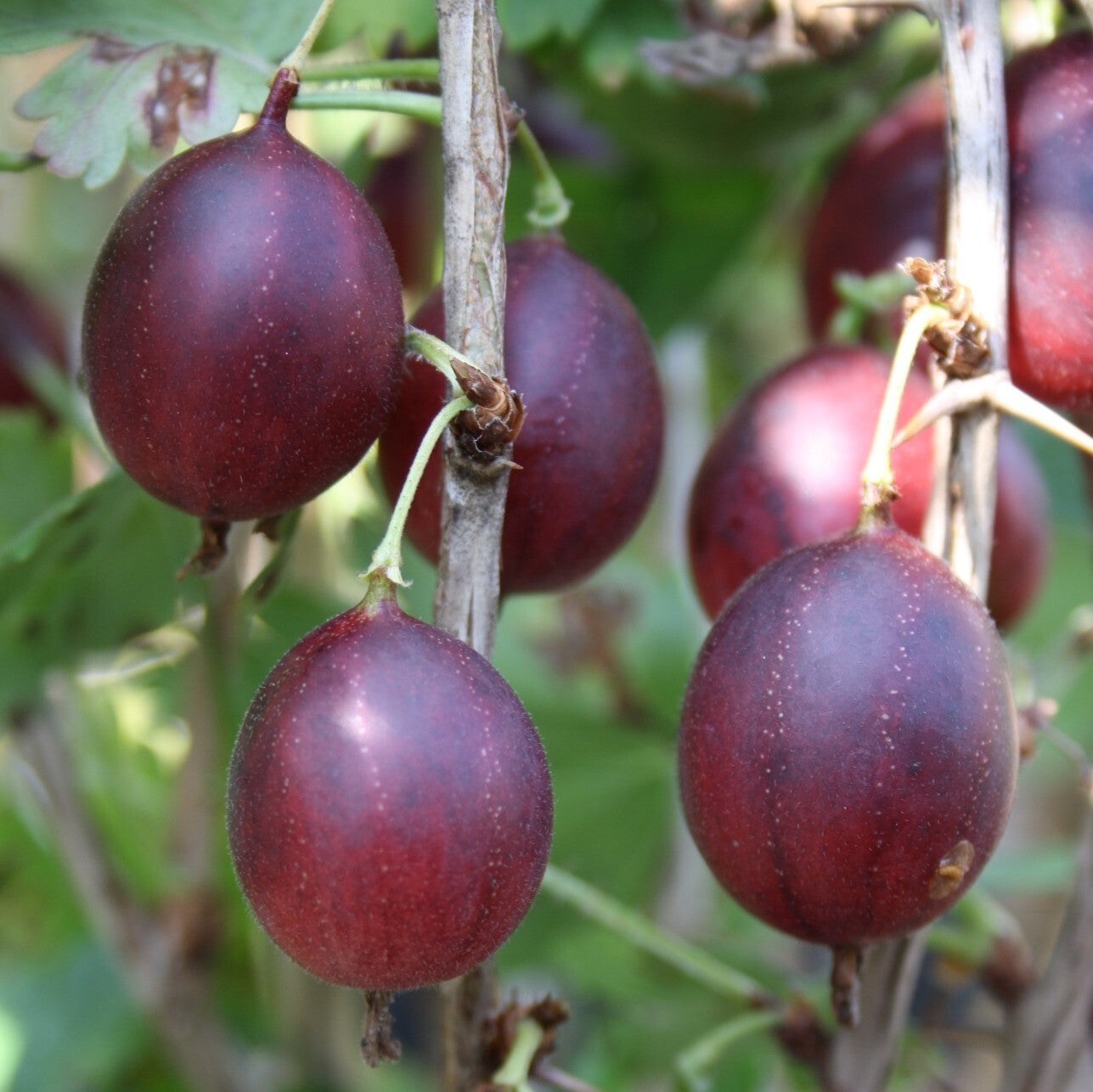 Stachelbeere 'Captivator'