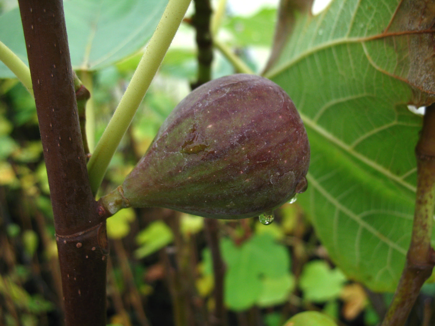 Feige 'Violette de Sollies'