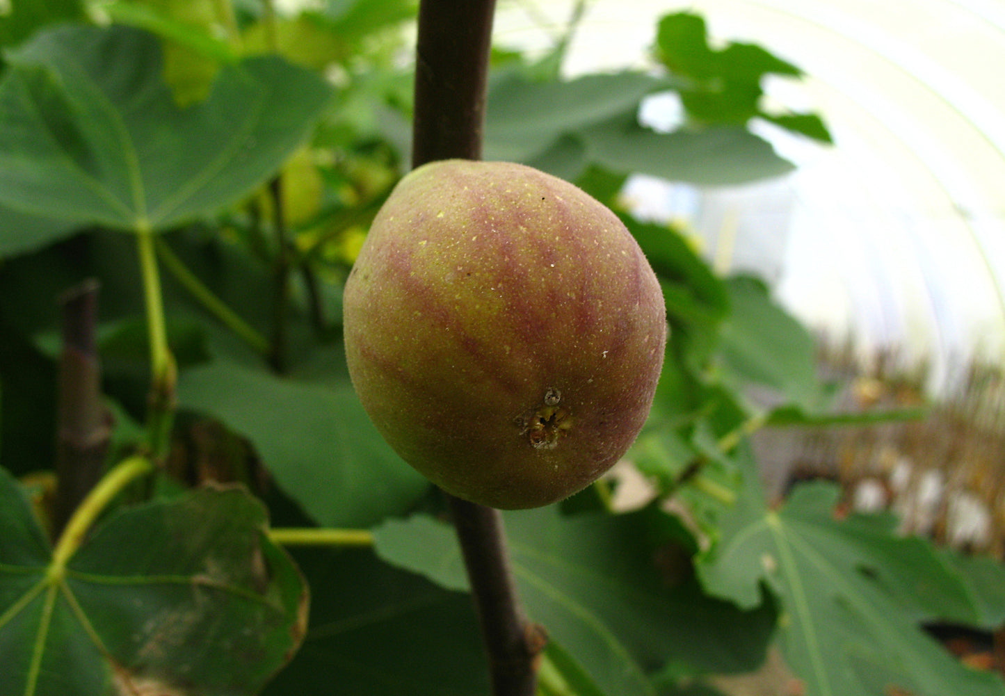 Feige "Rouge de Bordeaux"