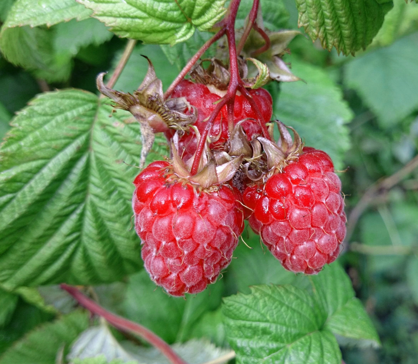 Himbeere 'Heritage'