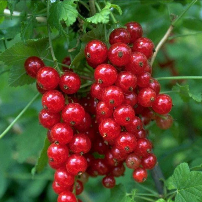 Johannisbeere 'Junifer'