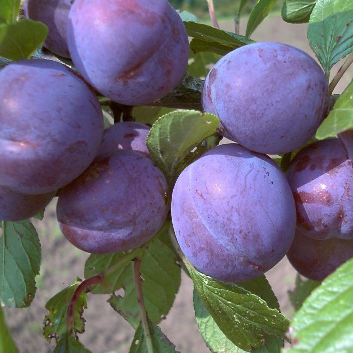 Pflaume 'President'
