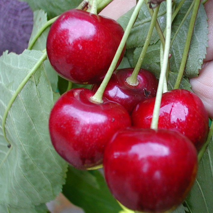 Süßkirsche "Summit"