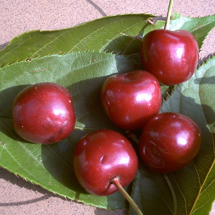Süßkirsche "Valeska"