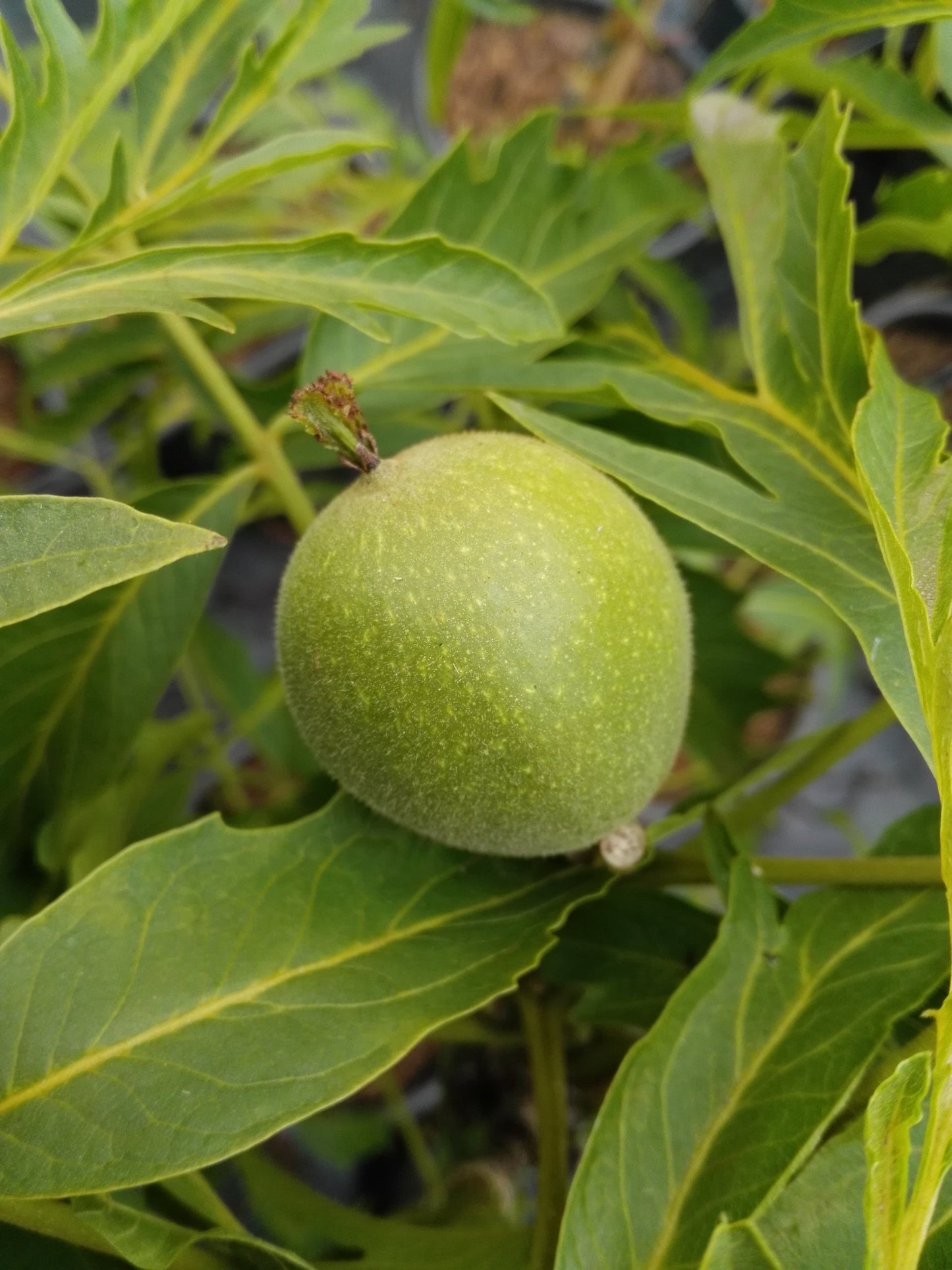 Walnuss 'Aufhauser Baden'