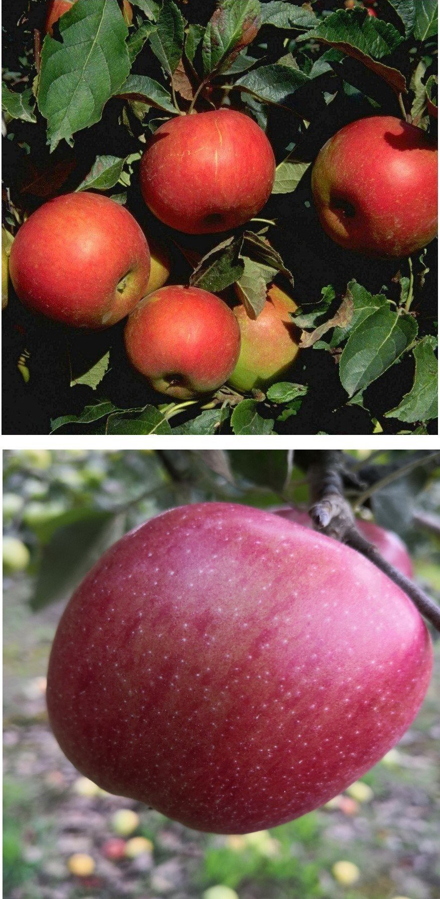 Duo-Apfel Idared/Breaburn