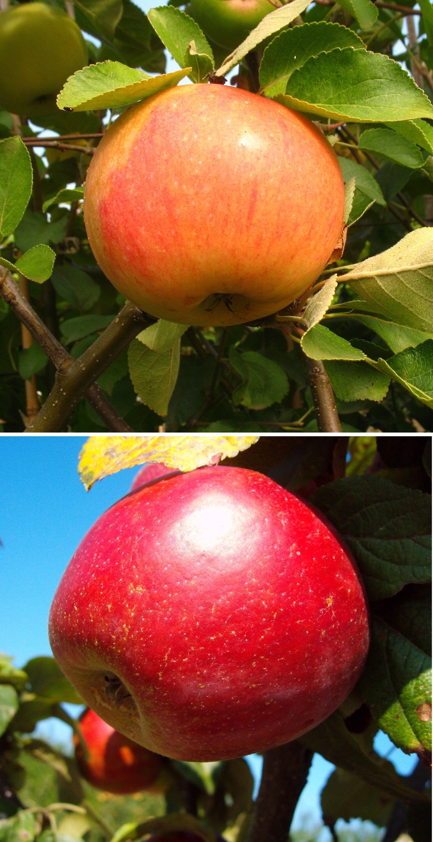 Duo-Apfel James Grieve/Schöner aus Nordhausen