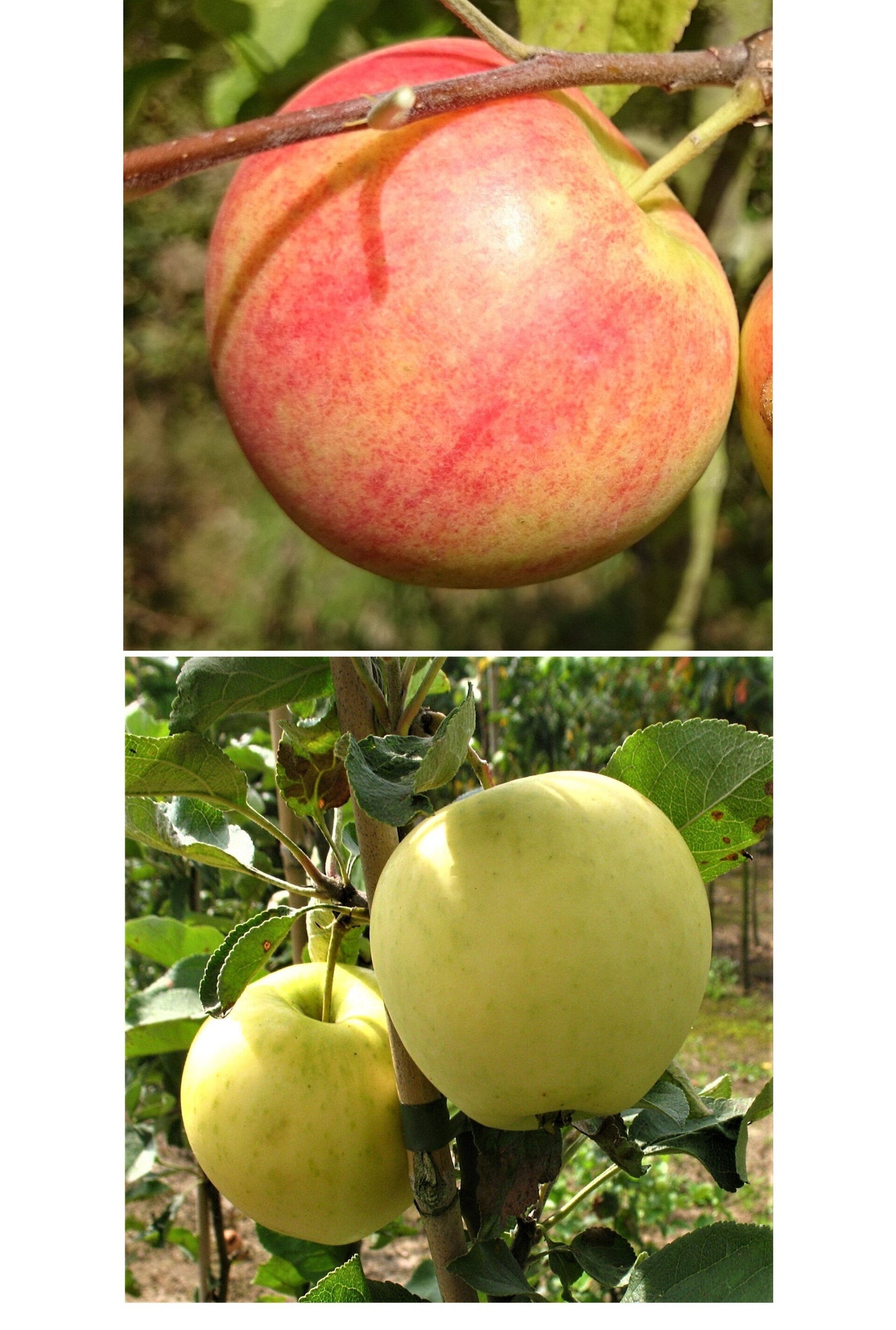Duo-Apfel Geh. Oldenburg/Weißer Klarapfel
