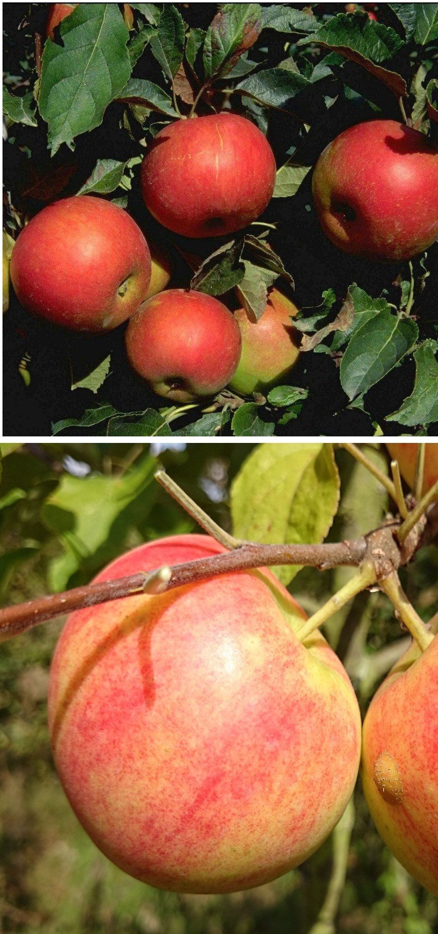 Duo-Apfel Idared/Geh. Oldenburg