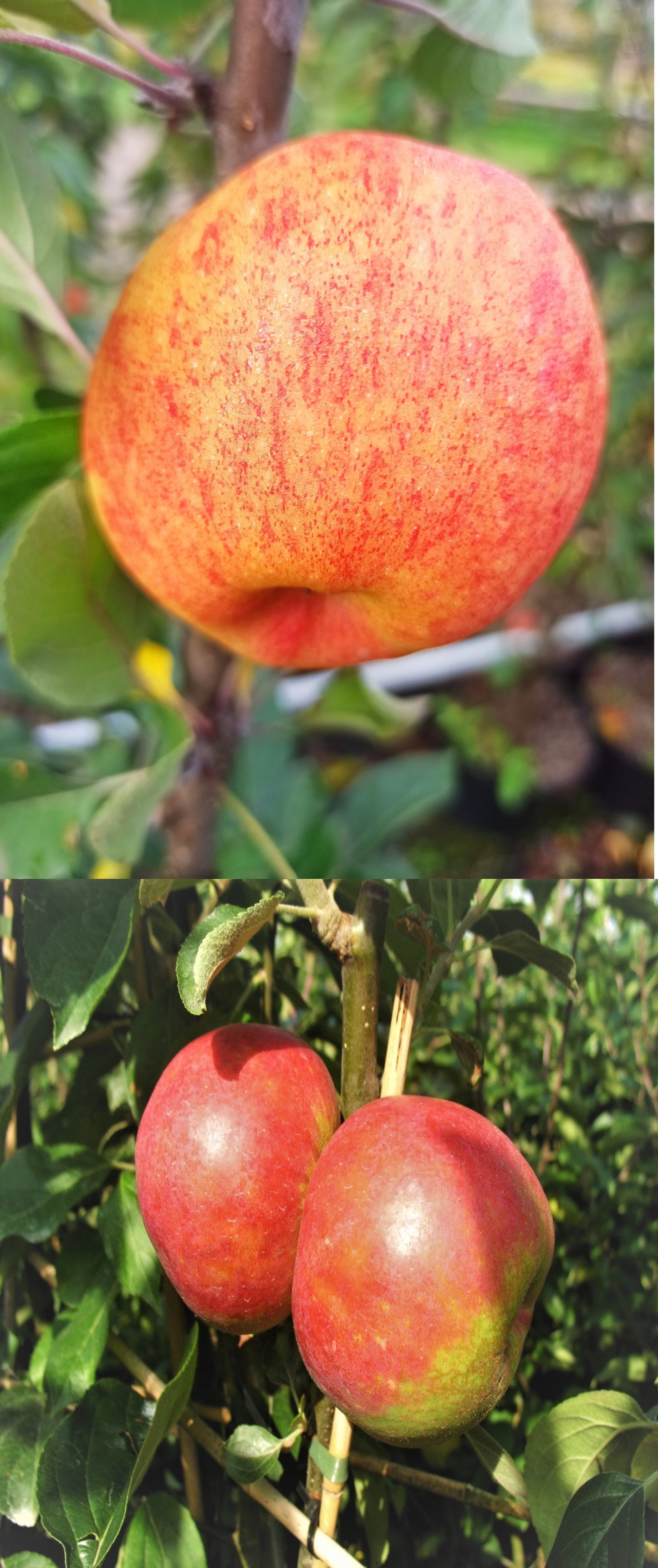 Duo-Apfel James Grieve/R.Boskoop