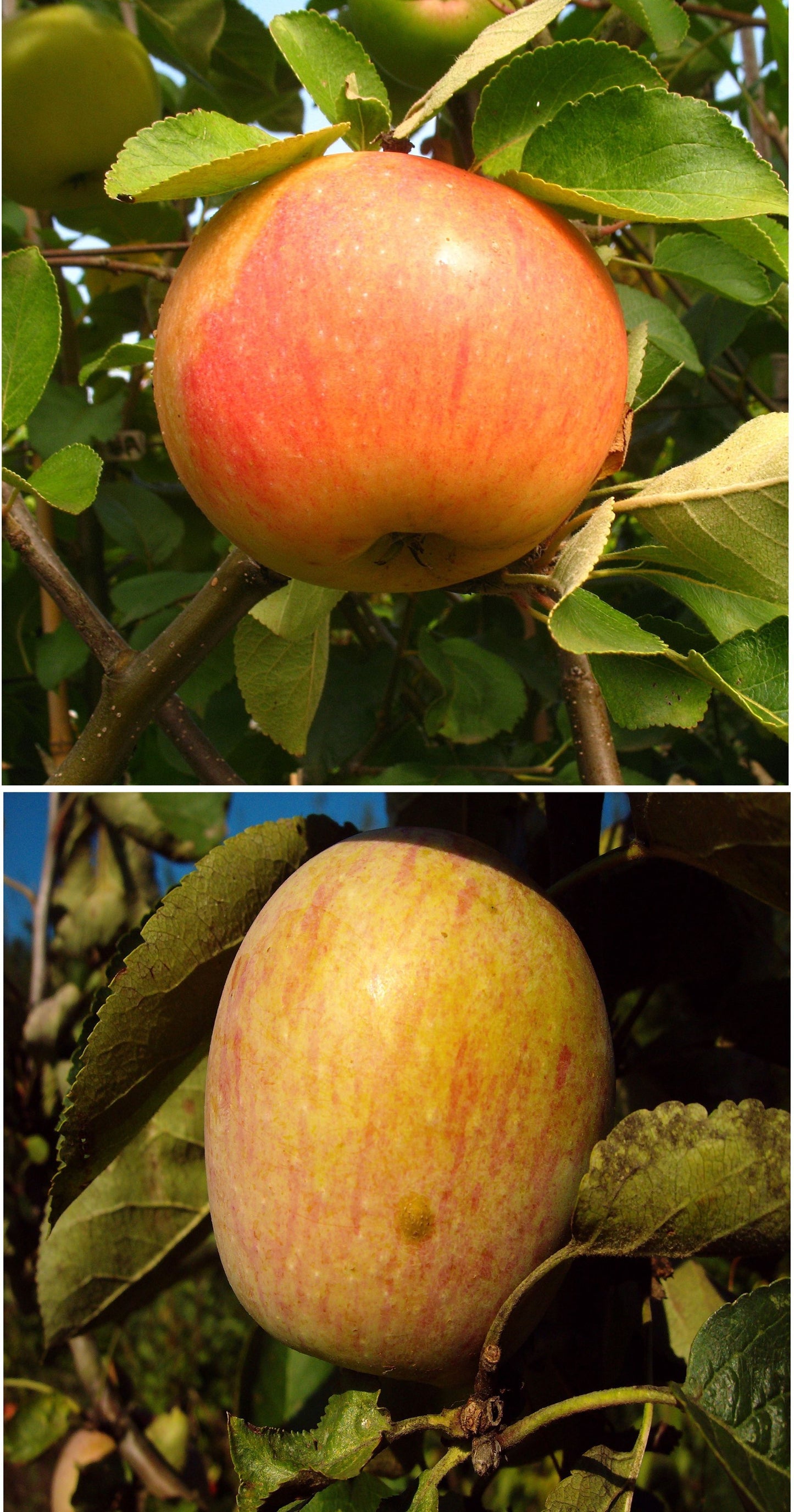Duo-Apfel James Grieve/Berner Rosen