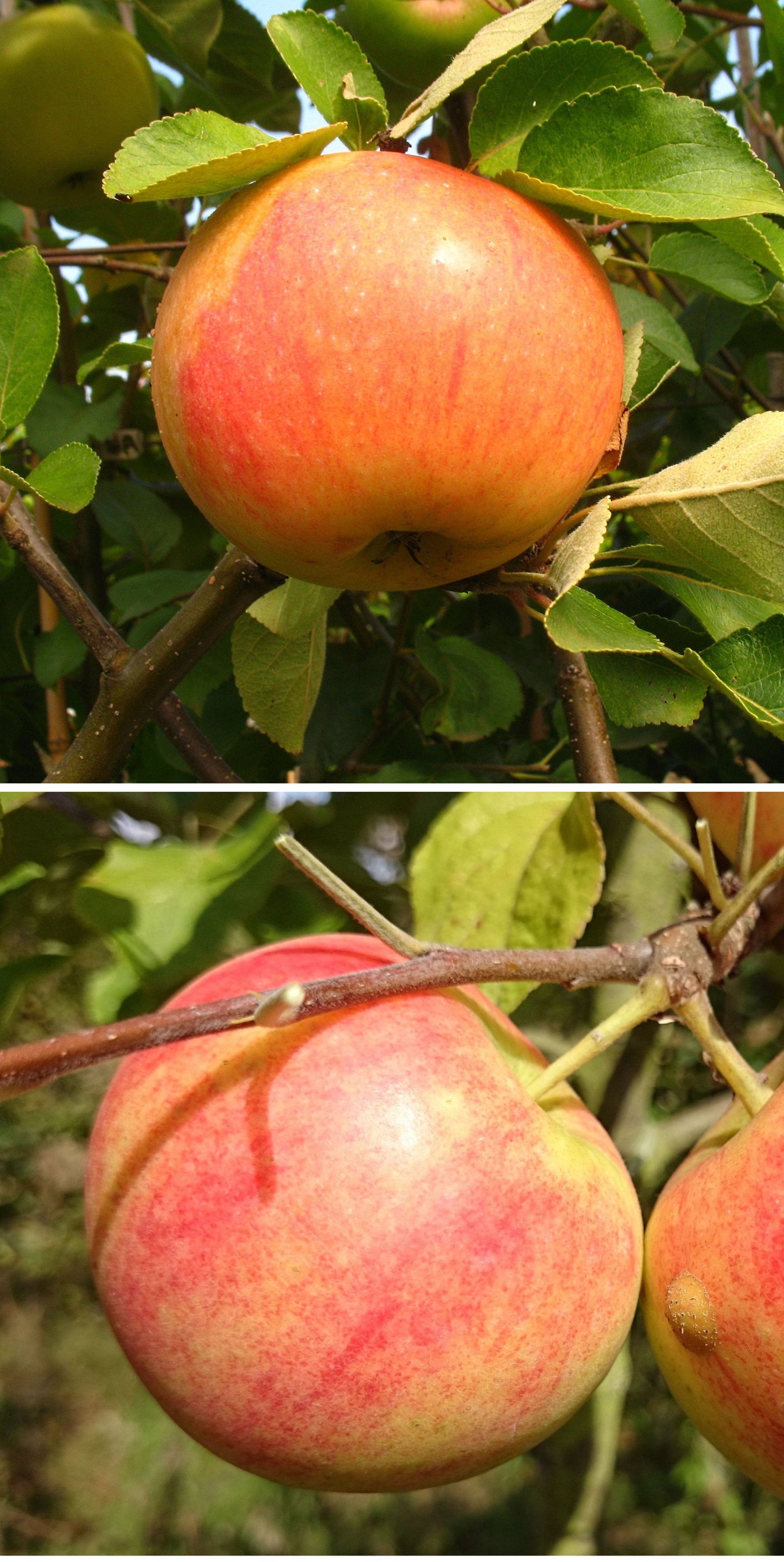 Duo-Apfel James Grieve/Geh. Oldenburg