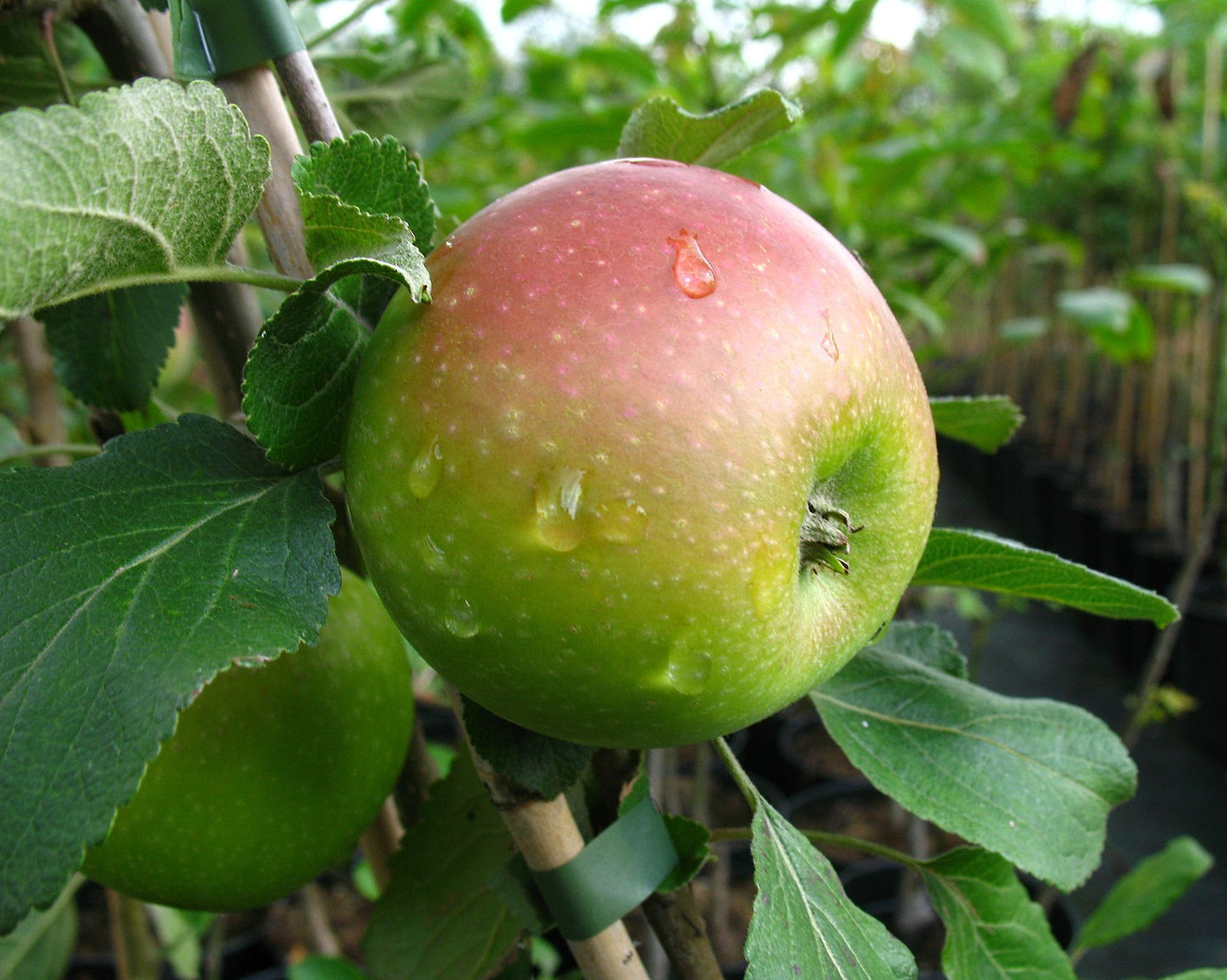 Säulenapfel 'Goldparmäne'
