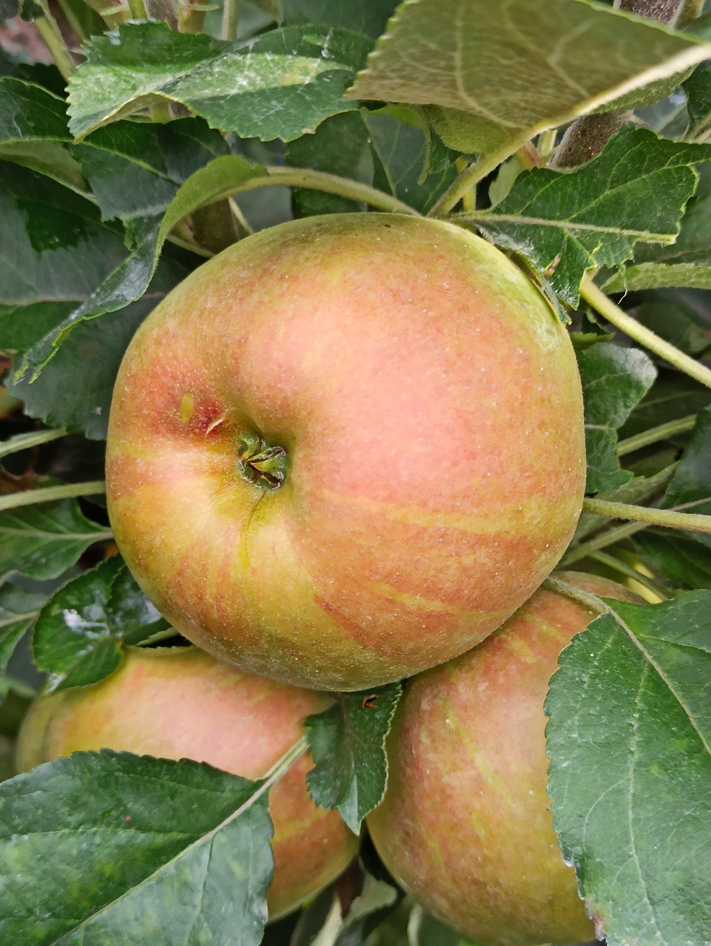 Säulenapfel ‘Rhapsodie’ – platzsparender Premium-Apfelbaum für Balkon, Terrasse & Kleingarten