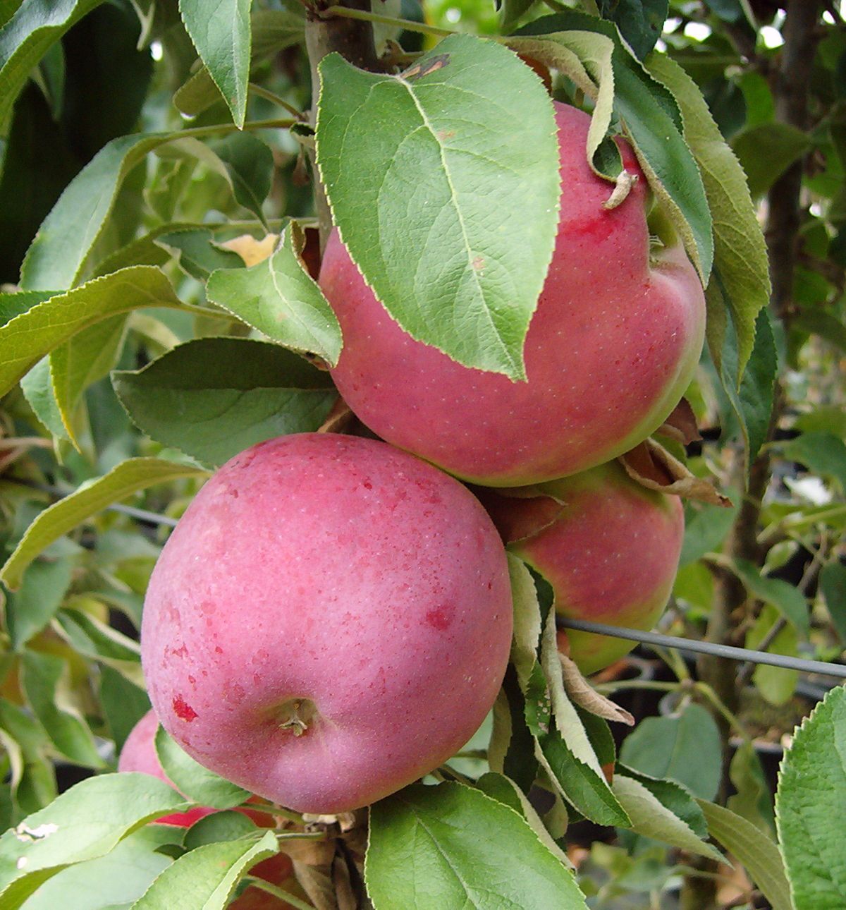 Säulenapfel 'Red River' ®