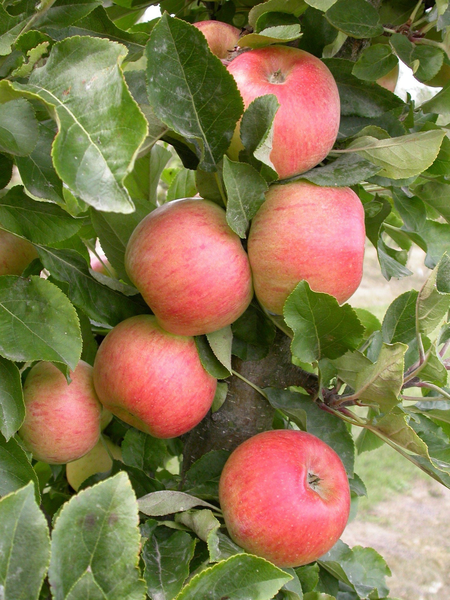 Säulenapfel 'Rhapsodie' ®