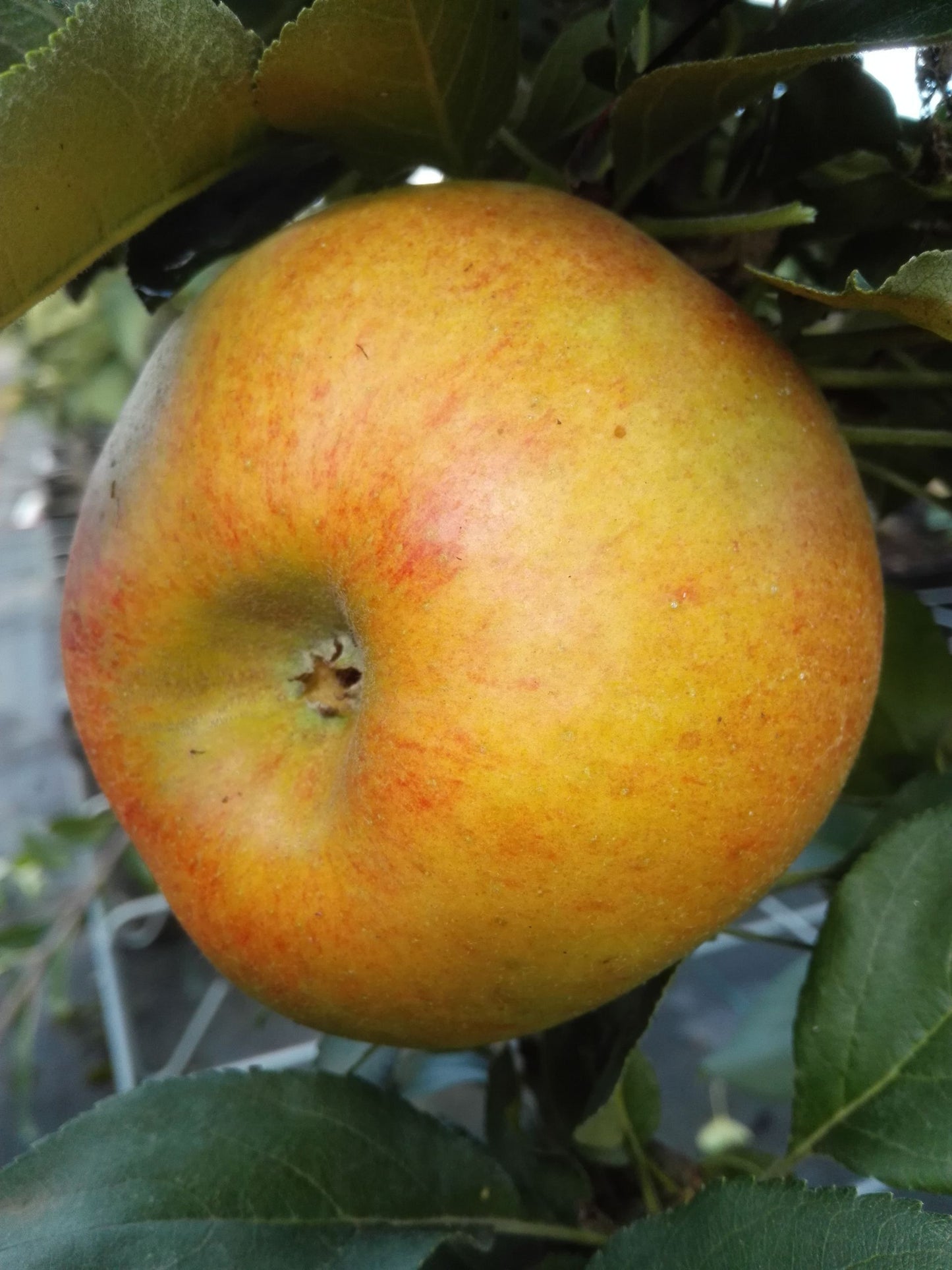 Säulenapfel 'Rhapsodie' ®