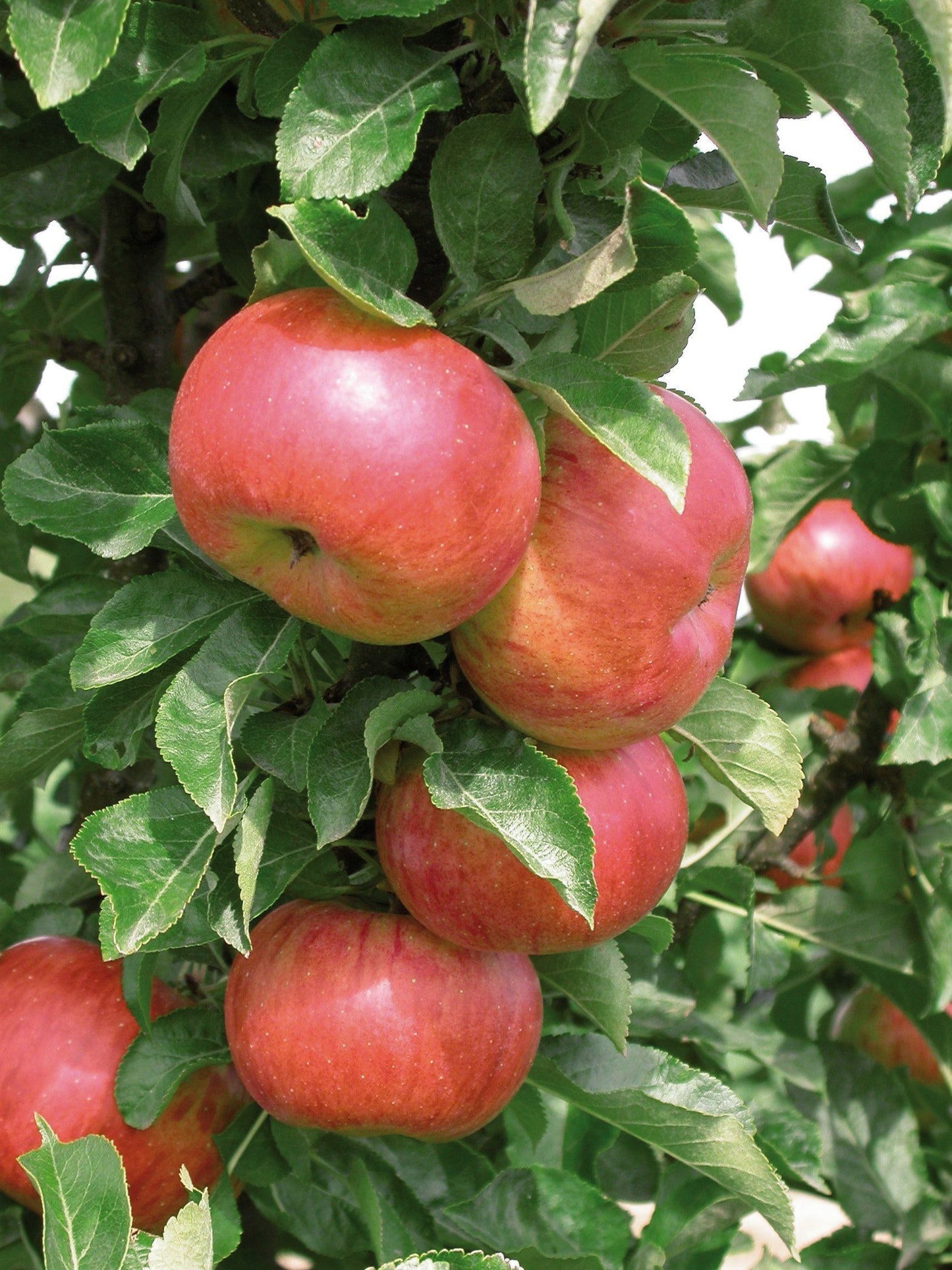 Säulenapfel 'Sonate' ®