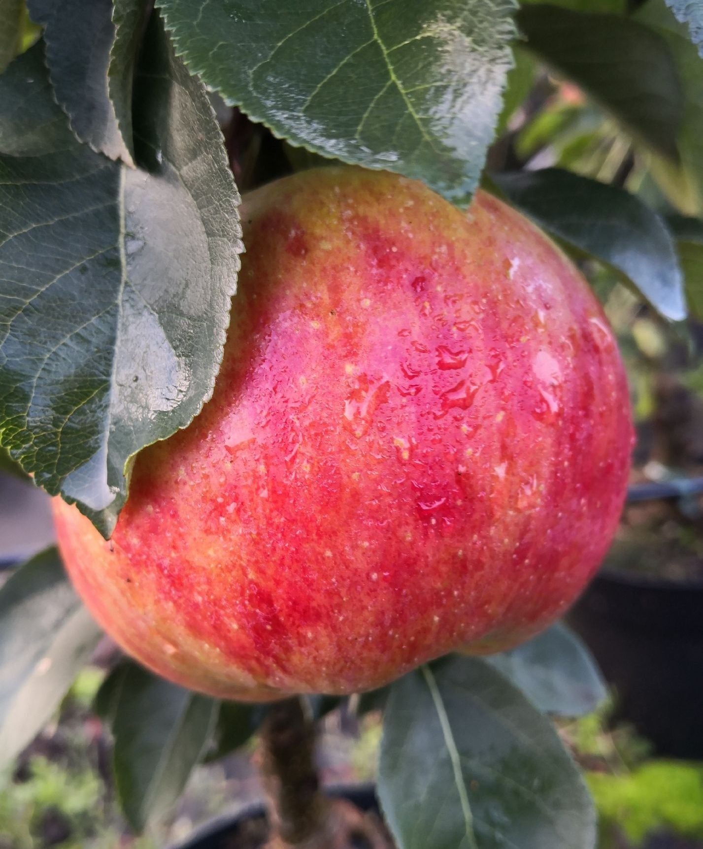 Säulenapfel 'Sonate' ®