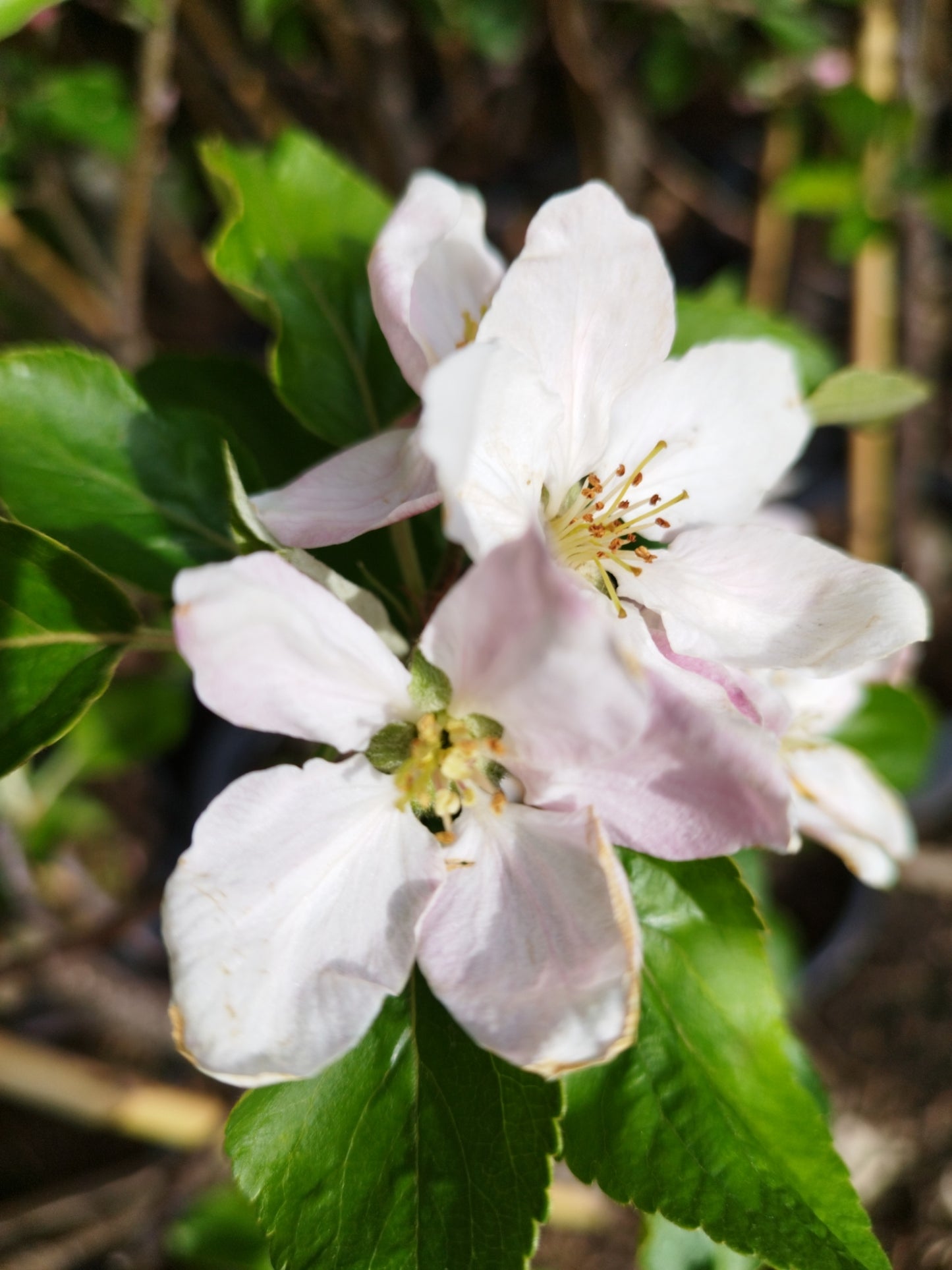Apfel Elstar