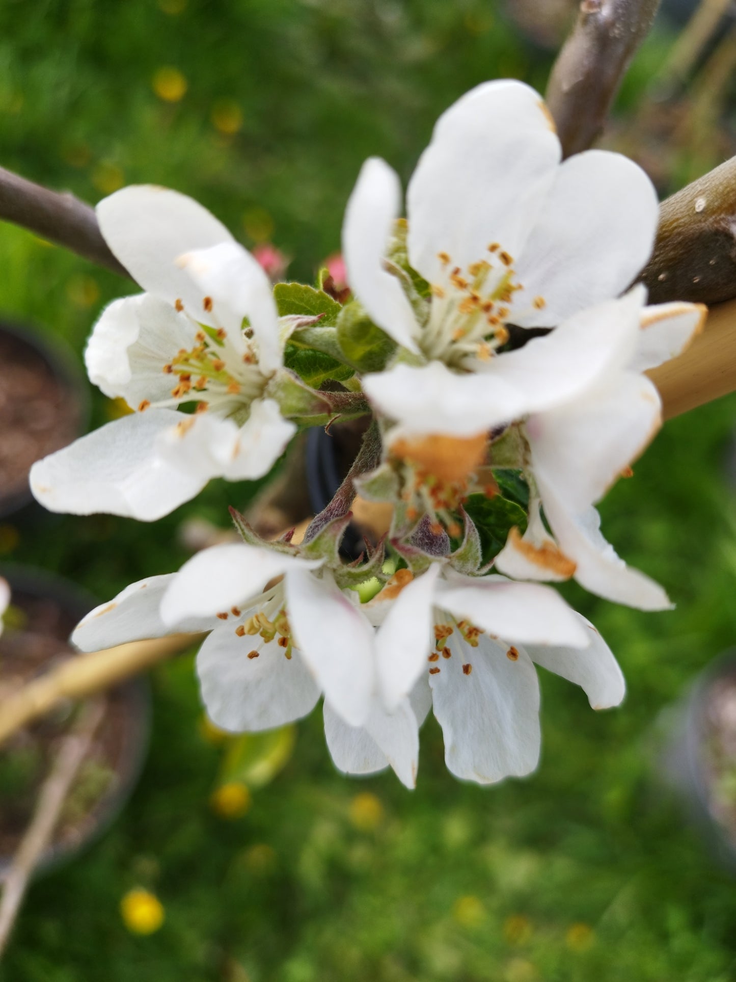 Apfel "Rosette" ®