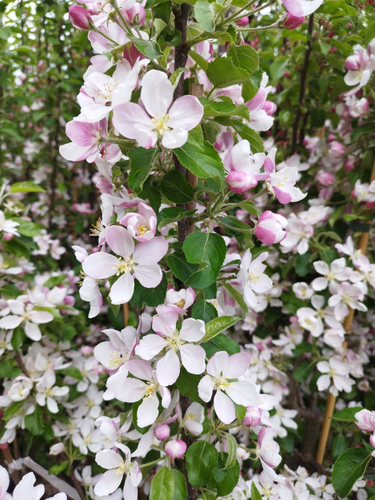 Apfel "Pinova" ®