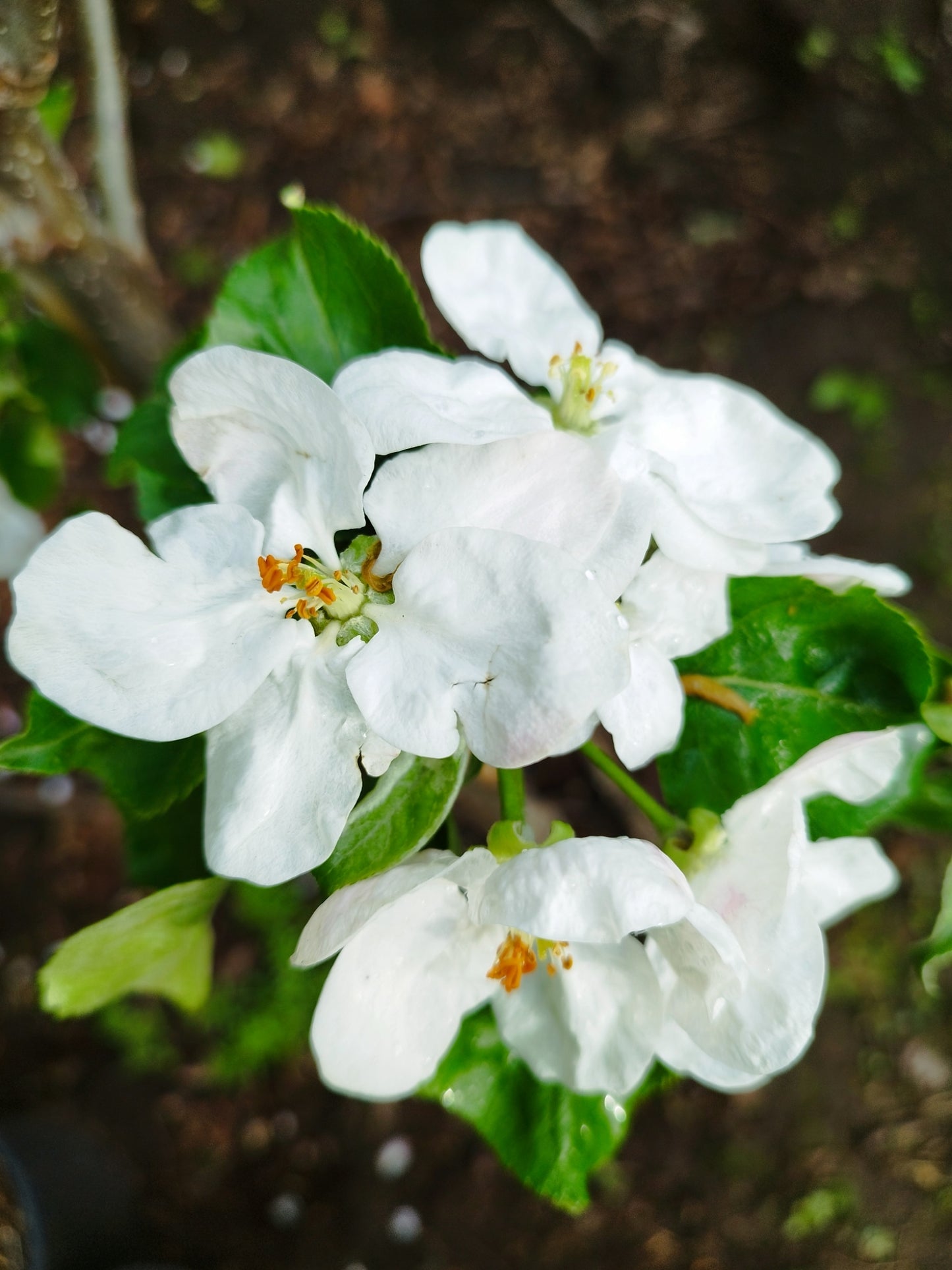 Apfel „Ontario“ – alte Sorte – lagerfähig, aromatisch, winterhart – Obstbaum Pflanze