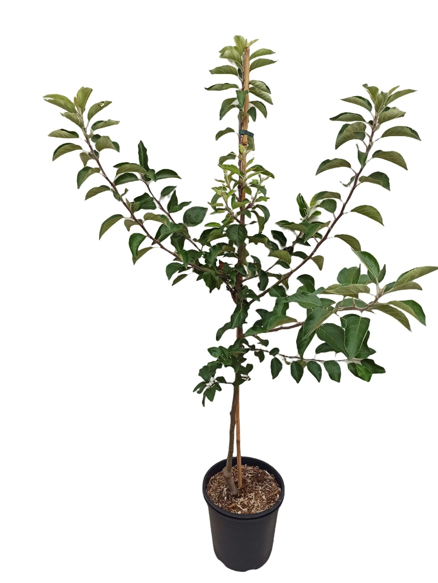Apfel Florina