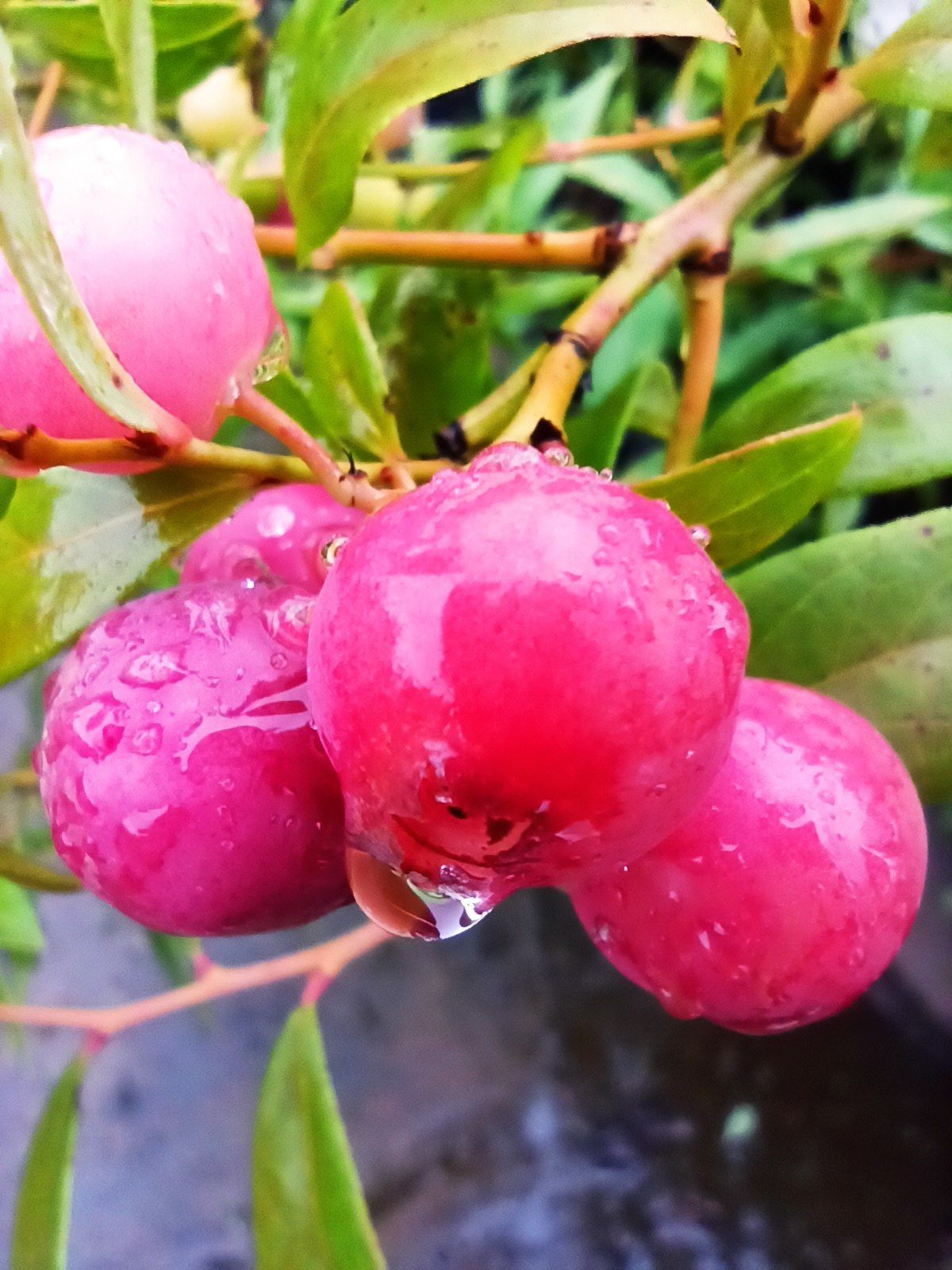 Garten-Heidelbeere 'Pink Lemonade'