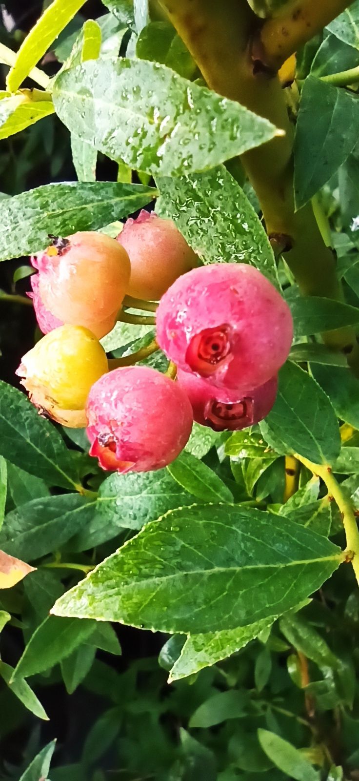Garten-Heidelbeere 'Pink Lemonade'