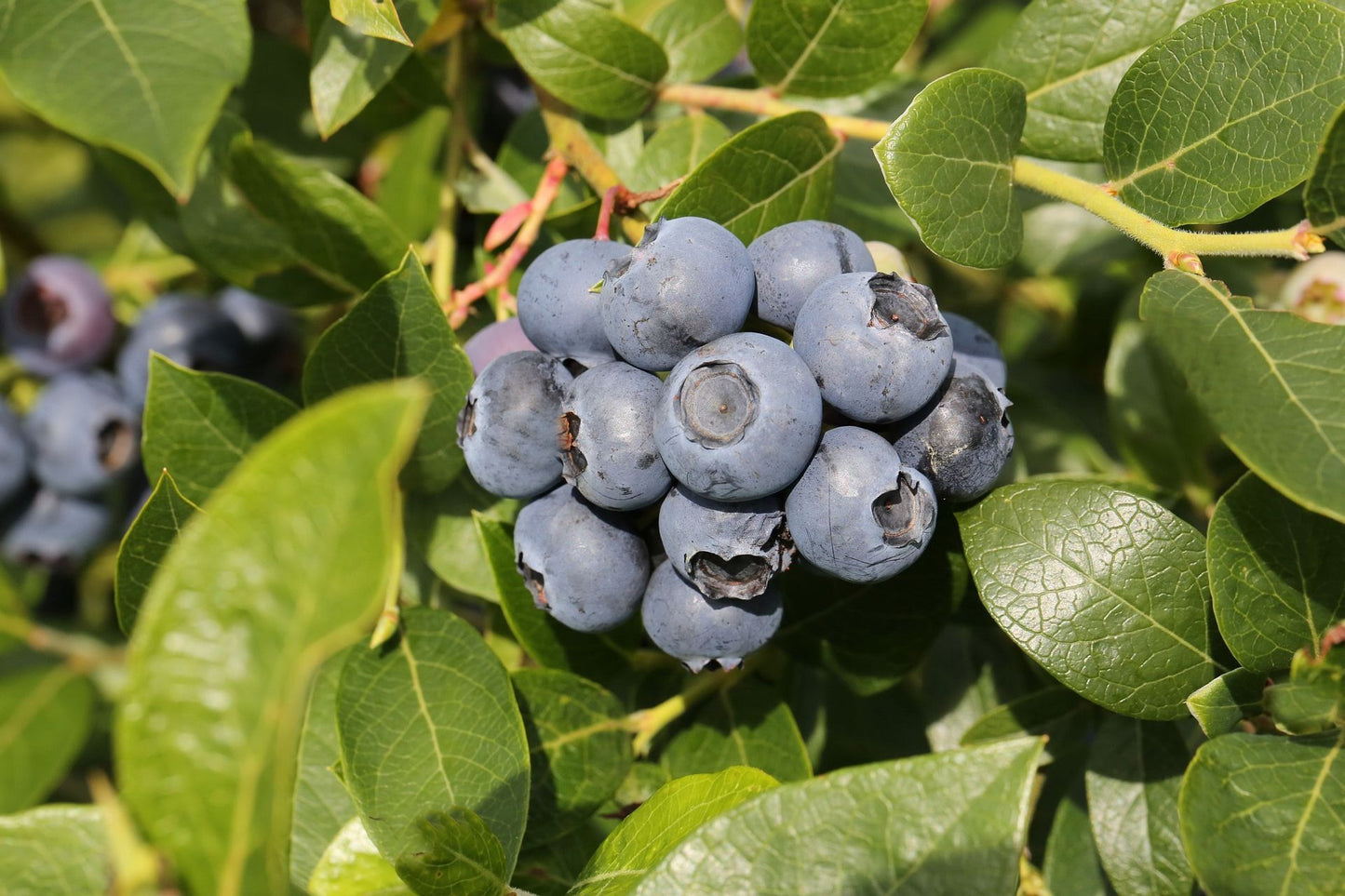 Garten-Heidelbeere 'Nelson'