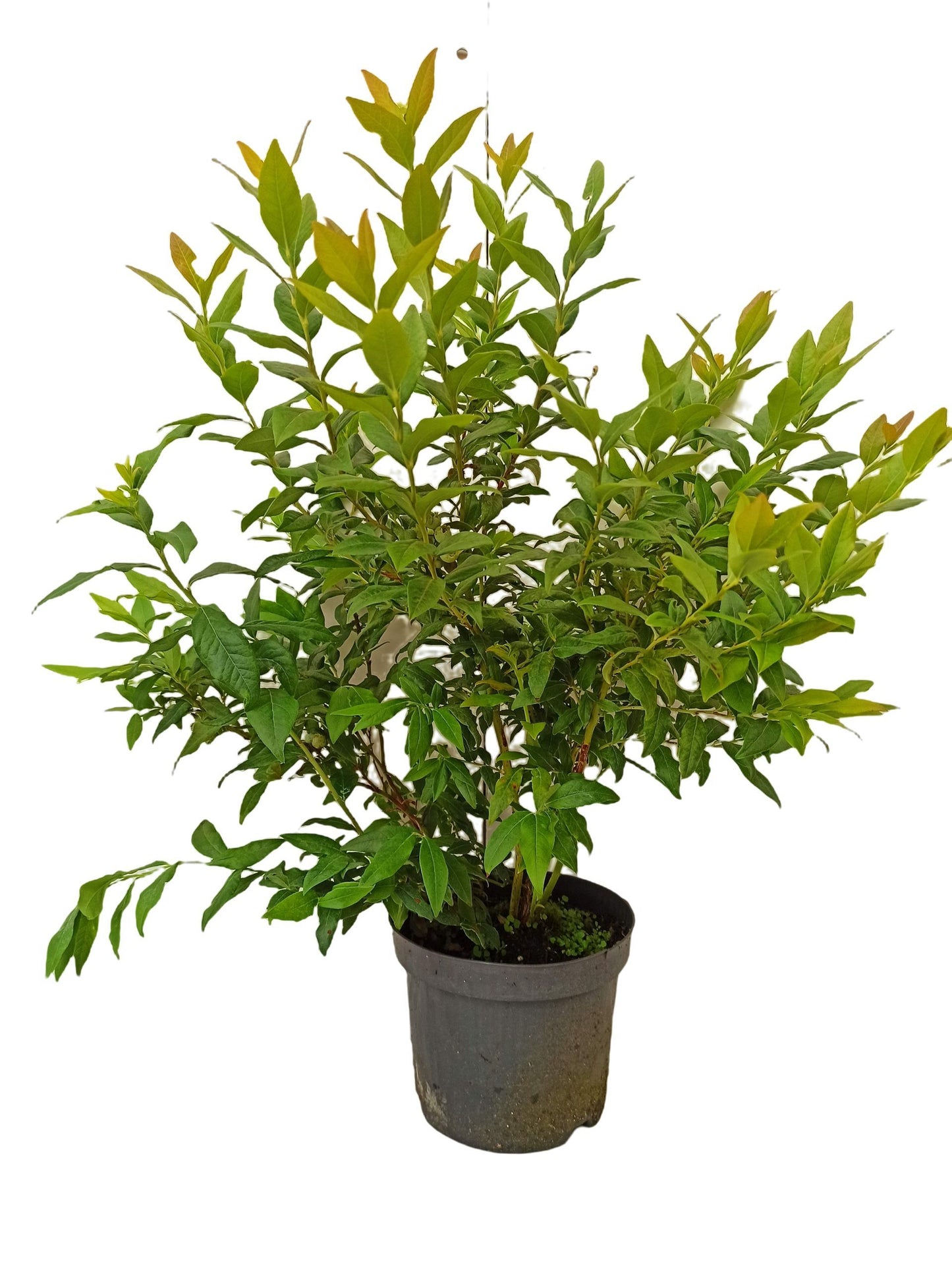 Heidelbeere ‘Hortblue Petite’ – Zwerg-Blaubeerpflanze | Kompakt, Winterhart & Doppelte Ernte