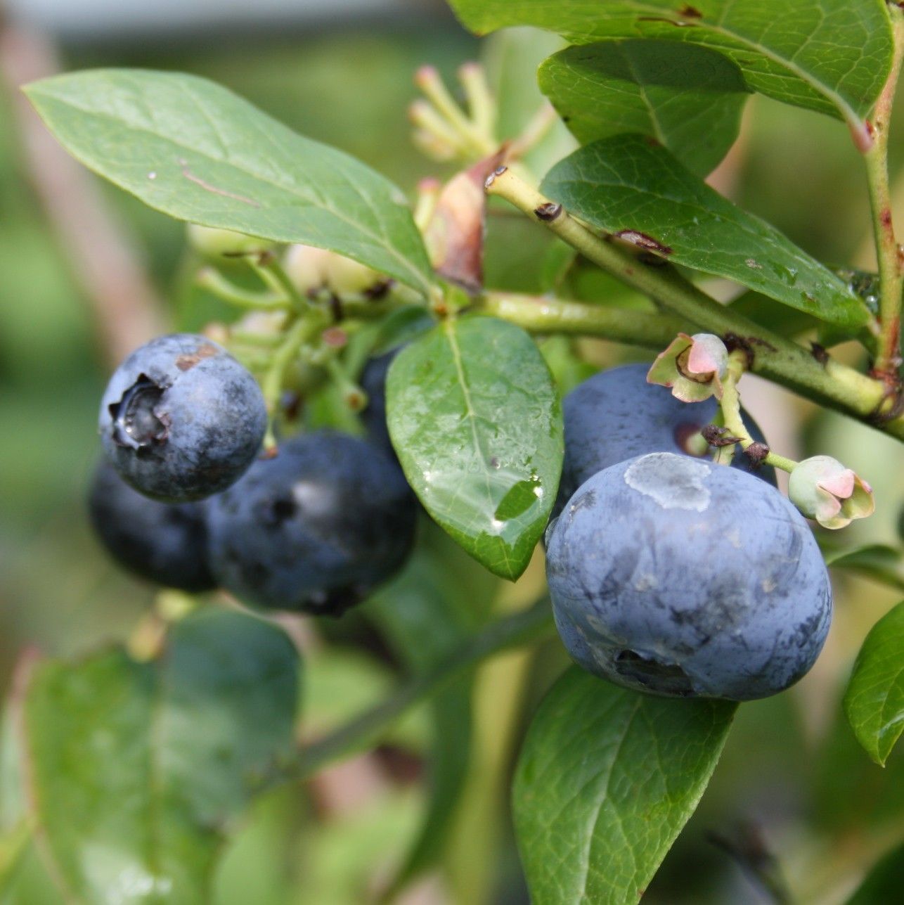 Garten-Heidelbeere 'Bluecrop'