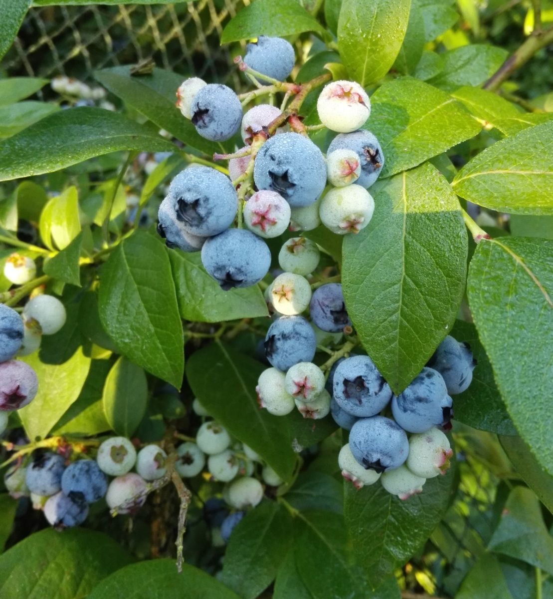 Garten-Heidelbeere 'Duke'