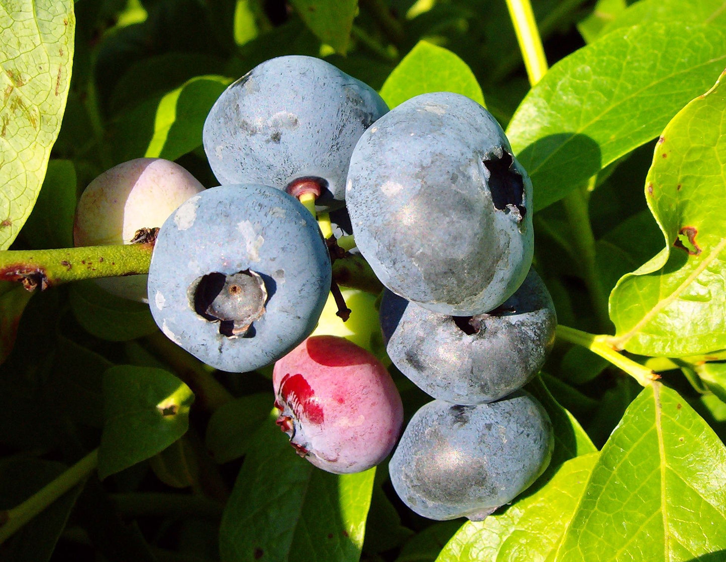 Garten-Heidelbeere 'Blue Jay'