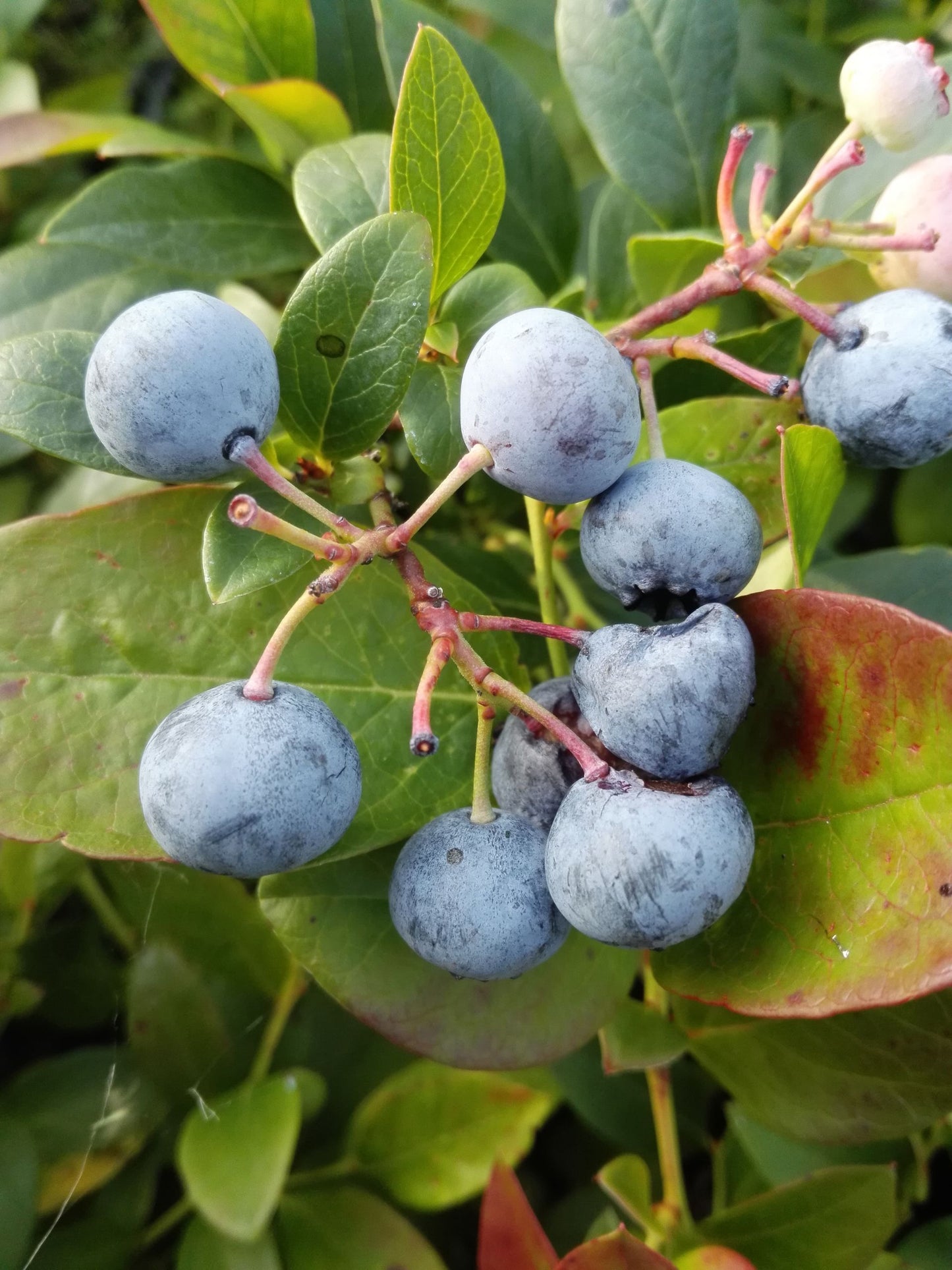 Garten-Heidelbeere 'Elliot'