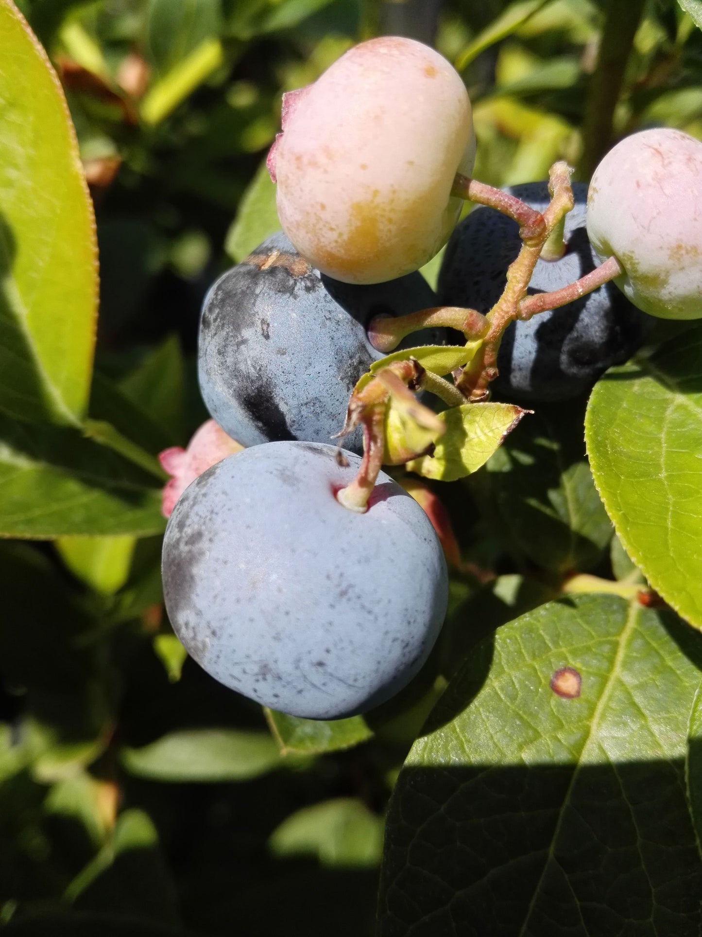 Garten-Heidelbeere 'Brigitta Blue'
