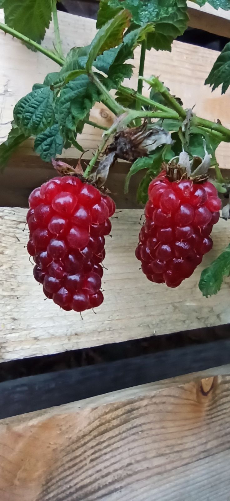 Himbeere 'Tayberry'