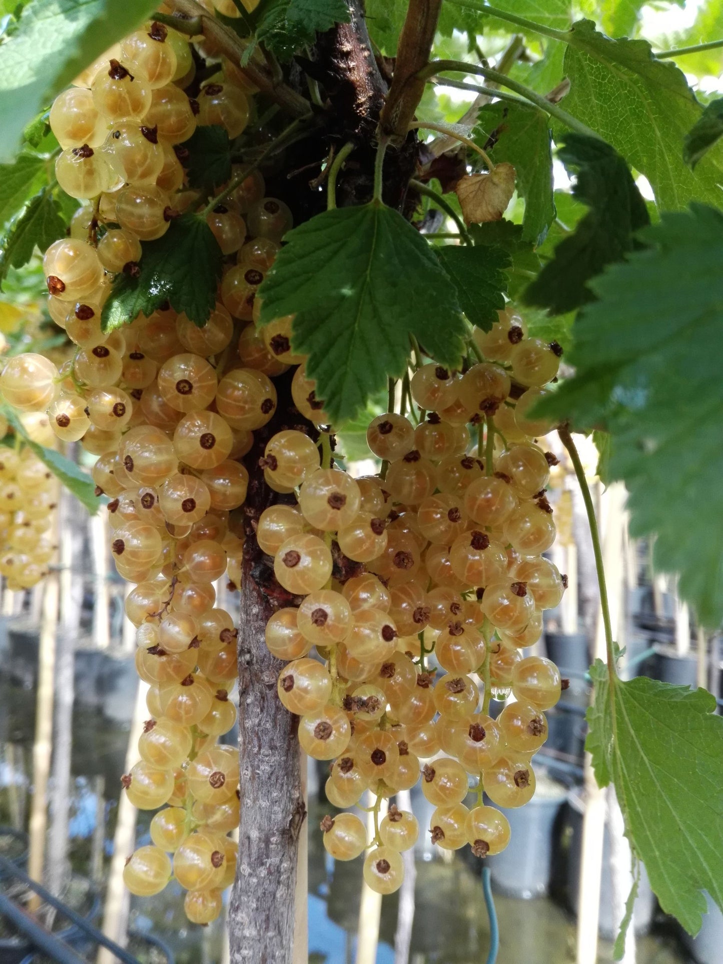 Weiße Johannisbeere ‘Weiße Langtraubige’ – robuste, ertragreiche Premium-Sorte mit extra langen Trauben“