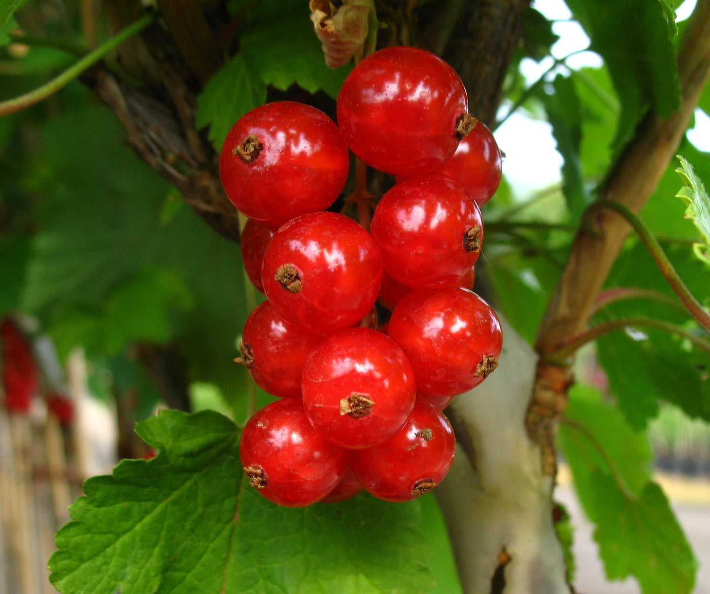 Johannisbeere 'Rolan'