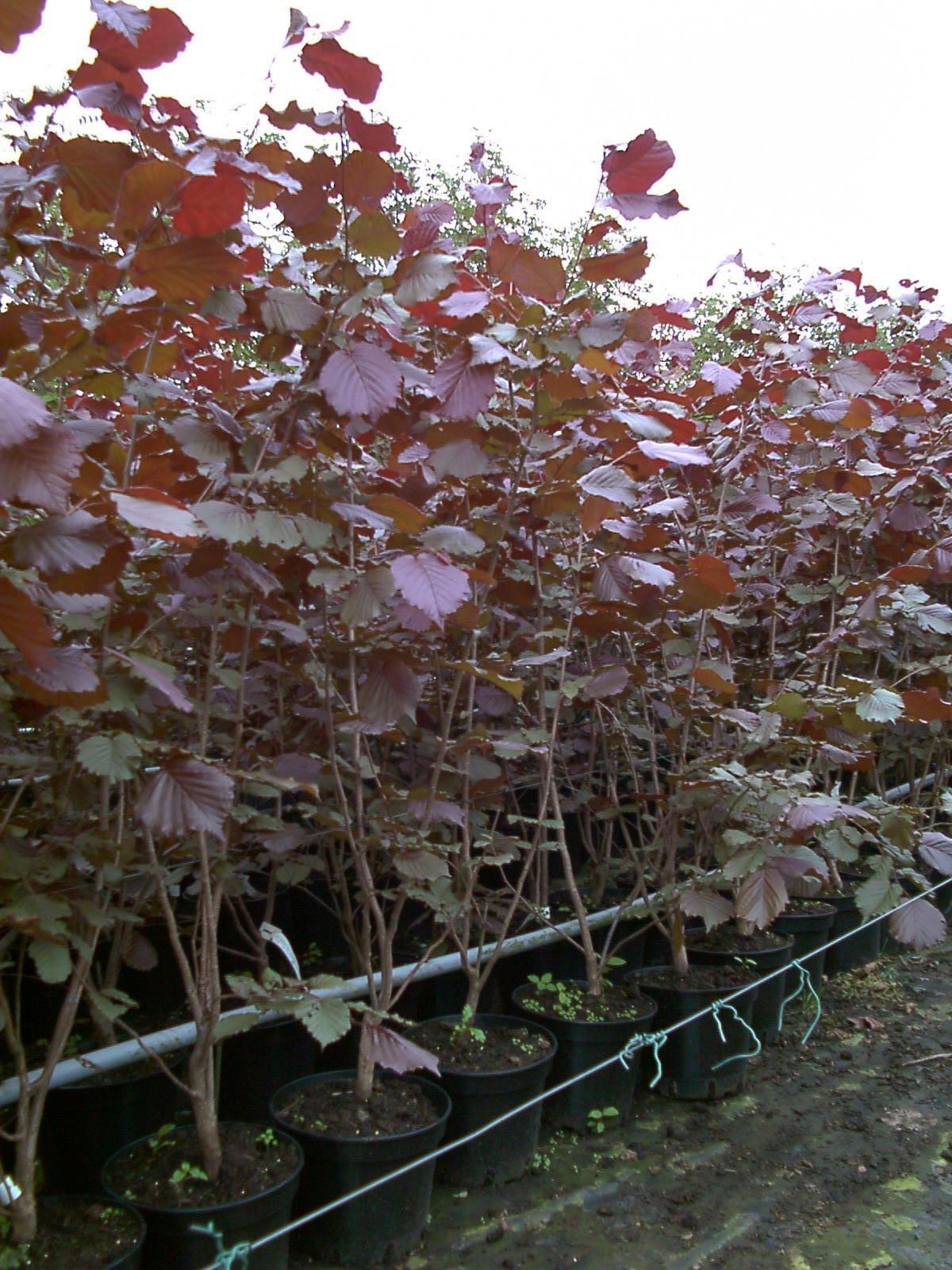 Haselnuss 'Maxima Purpurea'