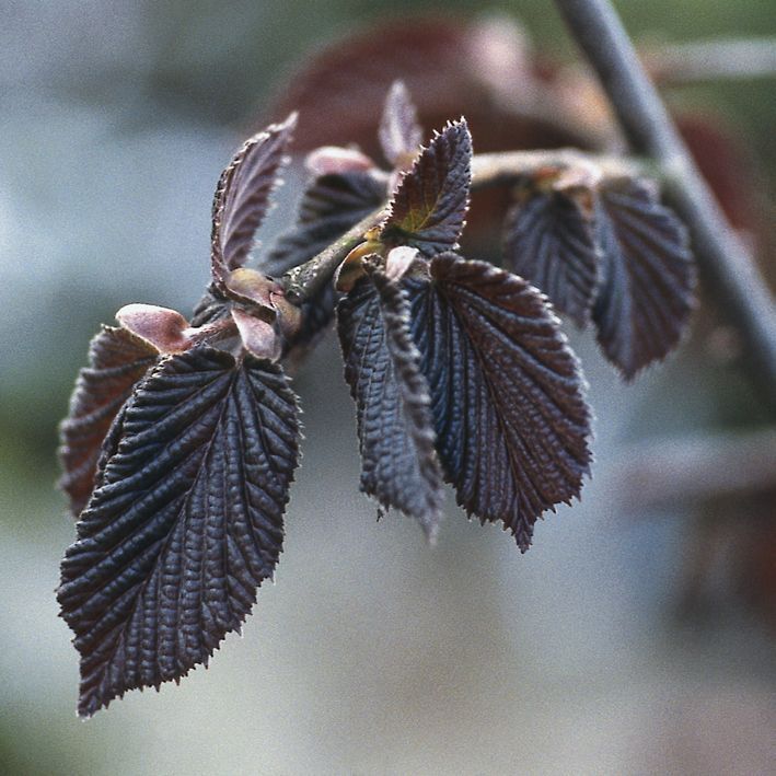 Haselnuss 'Maxima Purpurea'