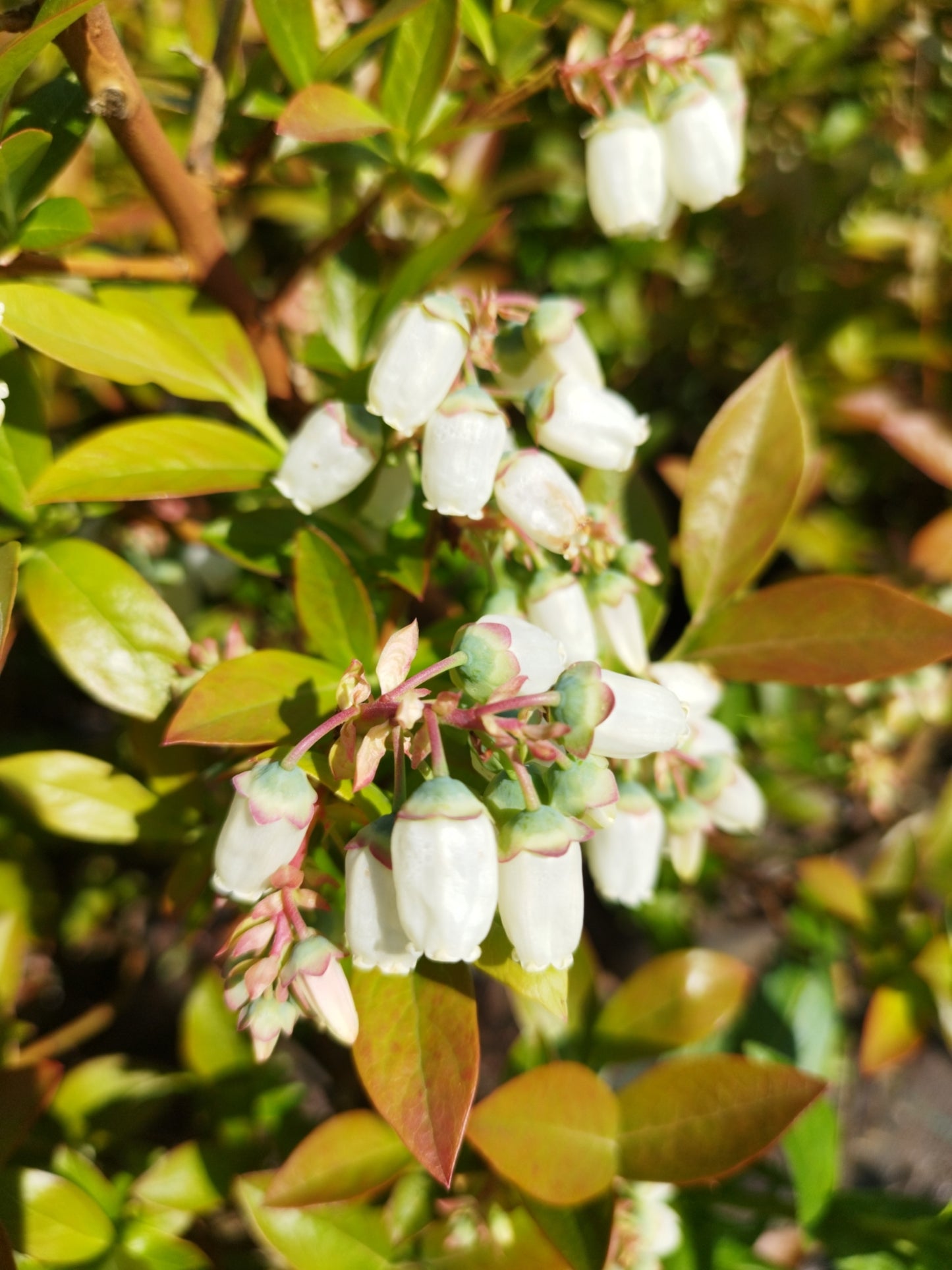 Chandler Heidelbeere – sehr großfrüchtig & außergewöhnlich wohlschmeckend | Premium Beerenpflanze