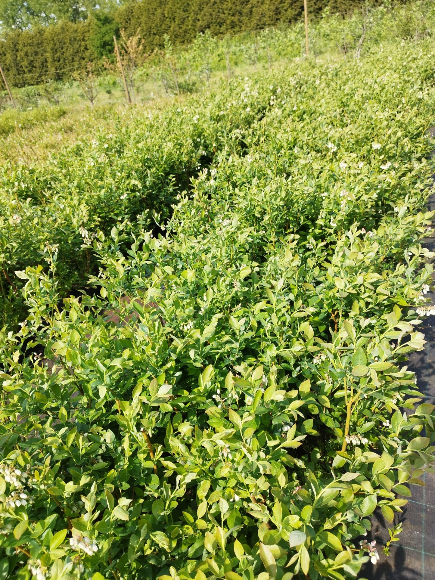 Garten-Heidelbeere 'Liberty'